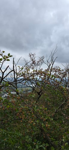 Zur Wittekindsburg und dem Wittekindsberg