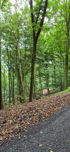 Zur Wittekindsburg und dem Wittekindsberg
