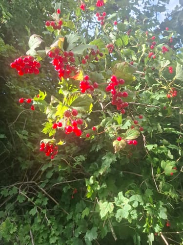 Bodensee-Rundwanderweg Etappe 4: Friedrichshafen - Lindau