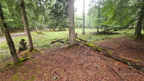 Baumwipfelpfad und Tier-Freigelände im Nationalpark Bayerischer Wald