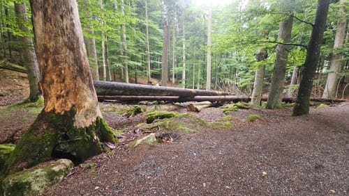 Baumwipfelpfad und Tier-Freigelände im Nationalpark Bayerischer Wald
