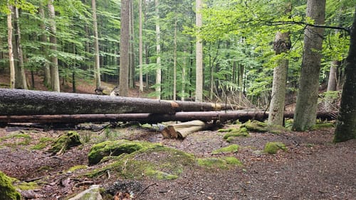 Baumwipfelpfad und Tier-Freigelände im Nationalpark Bayerischer Wald