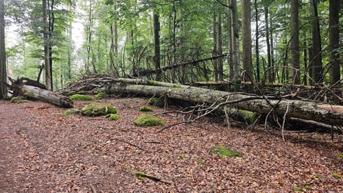 Baumwipfelpfad und Tier-Freigelände im Nationalpark Bayerischer Wald