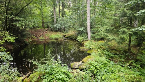 Baumwipfelpfad und Tier-Freigelände im Nationalpark Bayerischer Wald