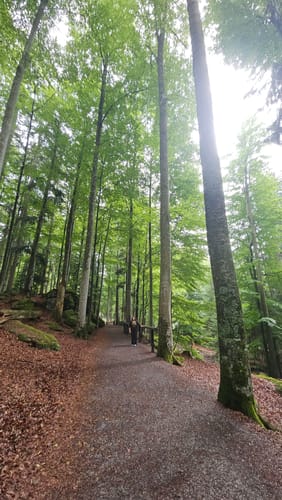 Baumwipfelpfad und Tier-Freigelände im Nationalpark Bayerischer Wald