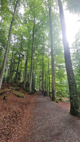 Baumwipfelpfad und Tier-Freigelände im Nationalpark Bayerischer Wald