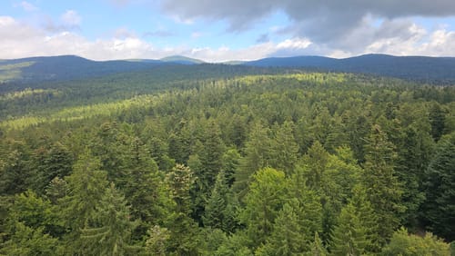 Baumwipfelpfad und Tier-Freigelände im Nationalpark Bayerischer Wald