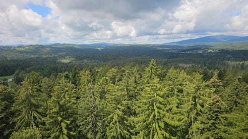 Baumwipfelpfad und Tier-Freigelände im Nationalpark Bayerischer Wald
