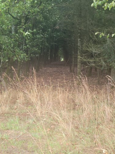 Bärenpfad (Premiumwanderweg)