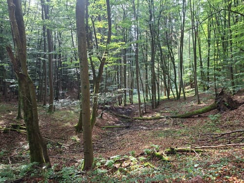 Bergfreiheit-Odershausen-Hundsdorf