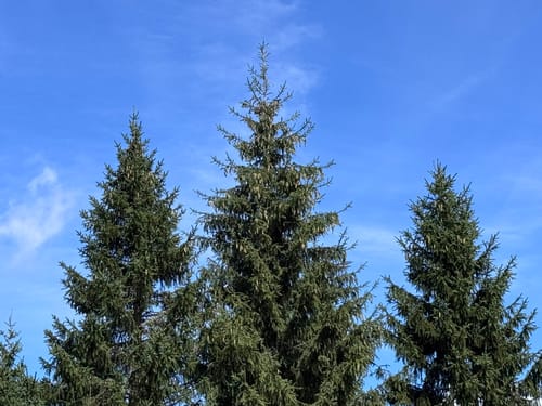 Westweg Etappe 5: Alexanderschanze - Hark