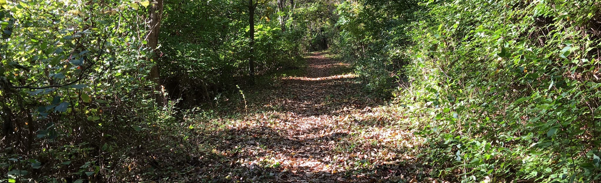 Chestnut Ridge Alternate Loop: 98 Reviews, Map - Virginia | AllTrails
