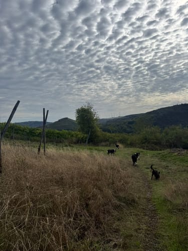 Runde zwischen Saarbögen