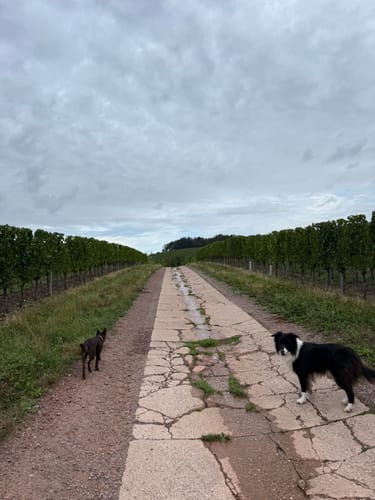 Runde zwischen Saarbögen