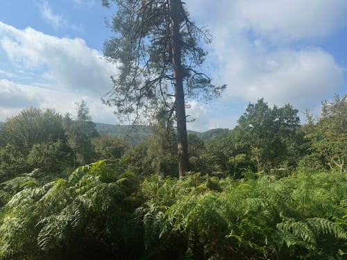 Externsteine 