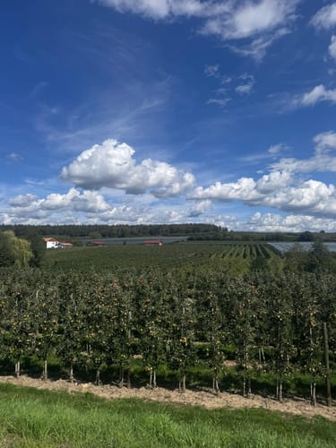 Apfel- und Weinspazierweg Immenstaad