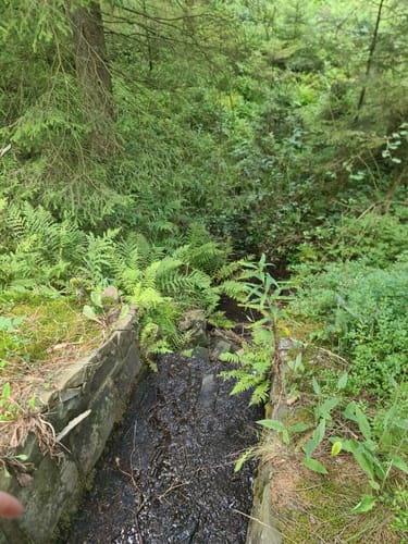 Kiefhölzer Teich - Pfad am Graben