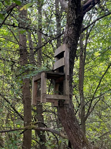 Feensteig im Märchenwald