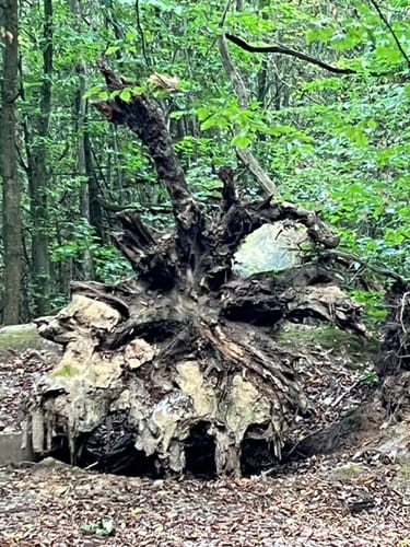 Feensteig im Märchenwald
