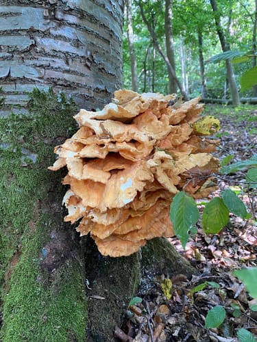 Feensteig im Märchenwald
