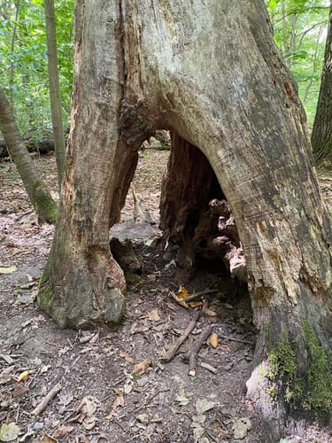 Feensteig im Märchenwald