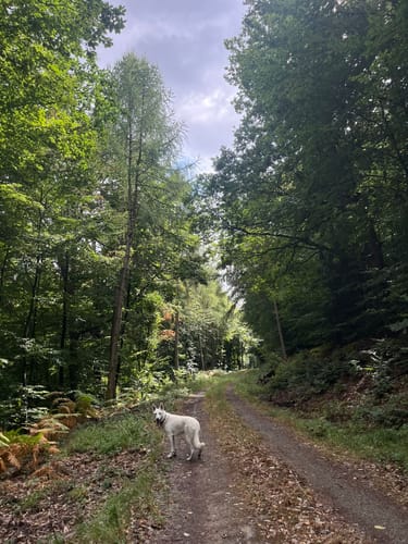 Kleinheubacher Steingemürbweg