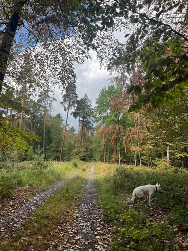 Kleinheubacher Steingemürbweg