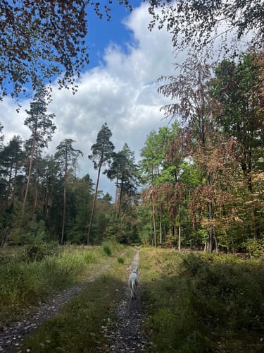 Kleinheubacher Steingemürbweg
