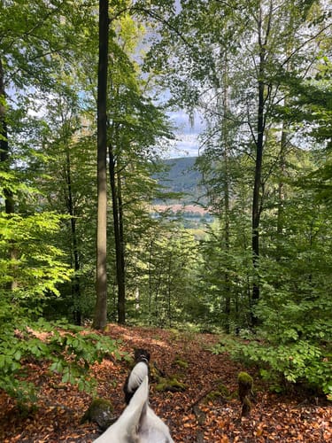 Kleinheubacher Steingemürbweg