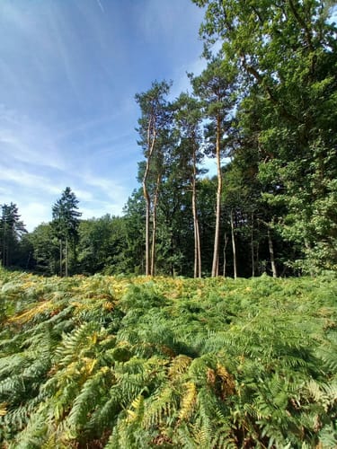 Runde um die Dörenther Klippen