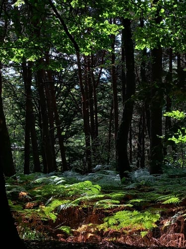 Runde um die Dörenther Klippen