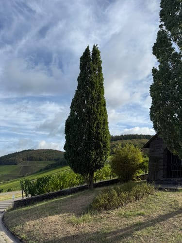 Karlskopf Panoramaweg (Moselsteig Seitensprung)
