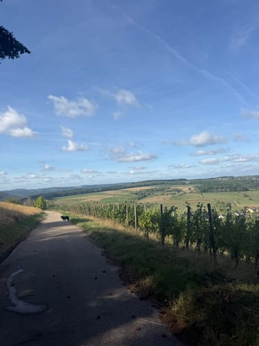 Karlskopf Panoramaweg (Moselsteig Seitensprung)