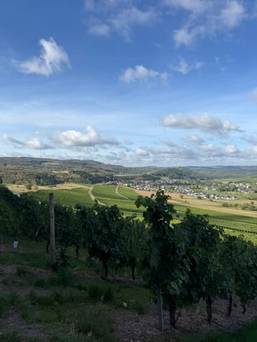 Karlskopf Panoramaweg (Moselsteig Seitensprung)