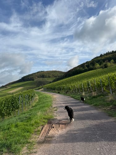 Karlskopf Panoramaweg (Moselsteig Seitensprung)