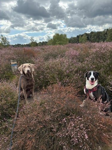 Westruper Heide und Halterner Stausee Rundweg