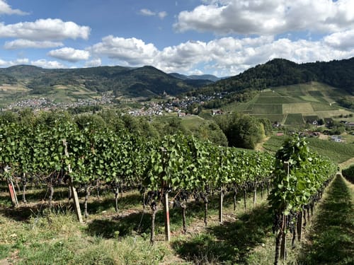 Ortenauer Sagenrundwege: Kutzenstein