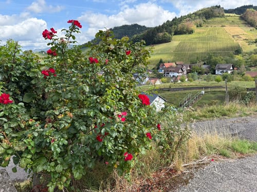 Ortenauer Sagenrundwege: Kutzenstein