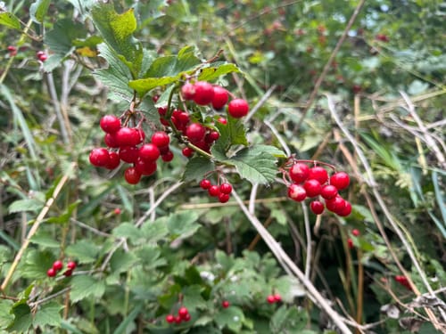 Walk of Wisdom Etappe 3: Kranenburg - Plasmolen
