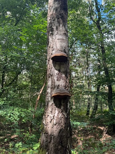 Walk of Wisdom Etappe 3: Kranenburg - Plasmolen