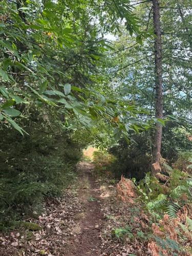 Walk of Wisdom Etappe 3: Kranenburg - Plasmolen