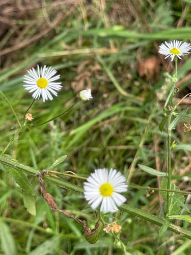 Walk of Wisdom Etappe 3: Kranenburg - Plasmolen
