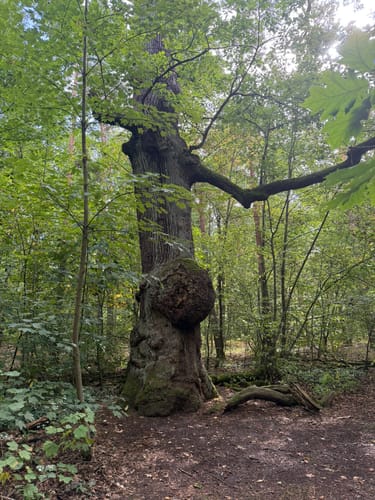 Grunewald: Drachenberg - Teufelsberg