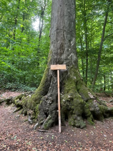 Wiesbaden über Neroberg und Leichtweißhöhle