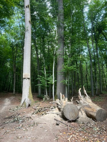 Wiesbaden über Neroberg und Leichtweißhöhle