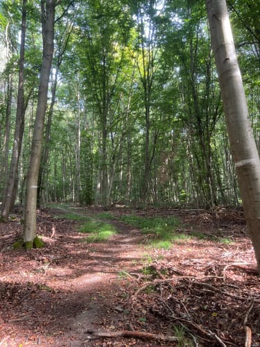 Wiesbaden über Neroberg und Leichtweißhöhle