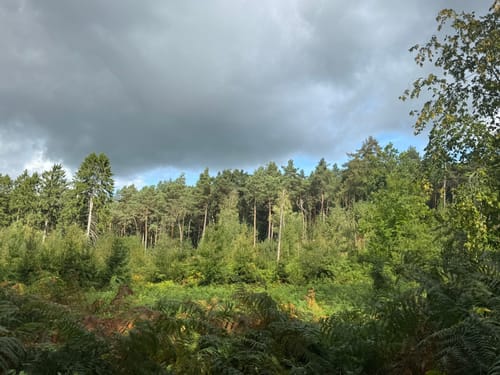 Walk of Wisdom Etappe 3: Kranenburg - Plasmolen
