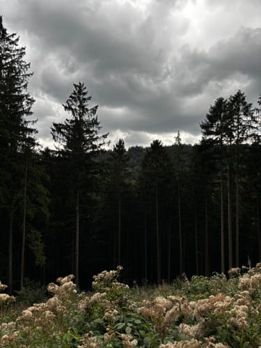 Von Wolfshagen zur Graner Hütte