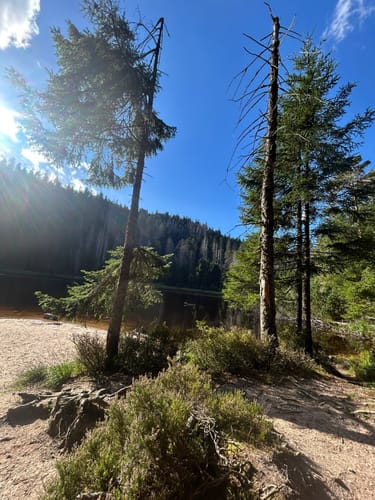 Von Ruhestein zum Wildsee