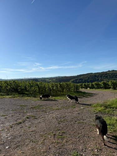 Wurzelweglauf TG Konz (10km)